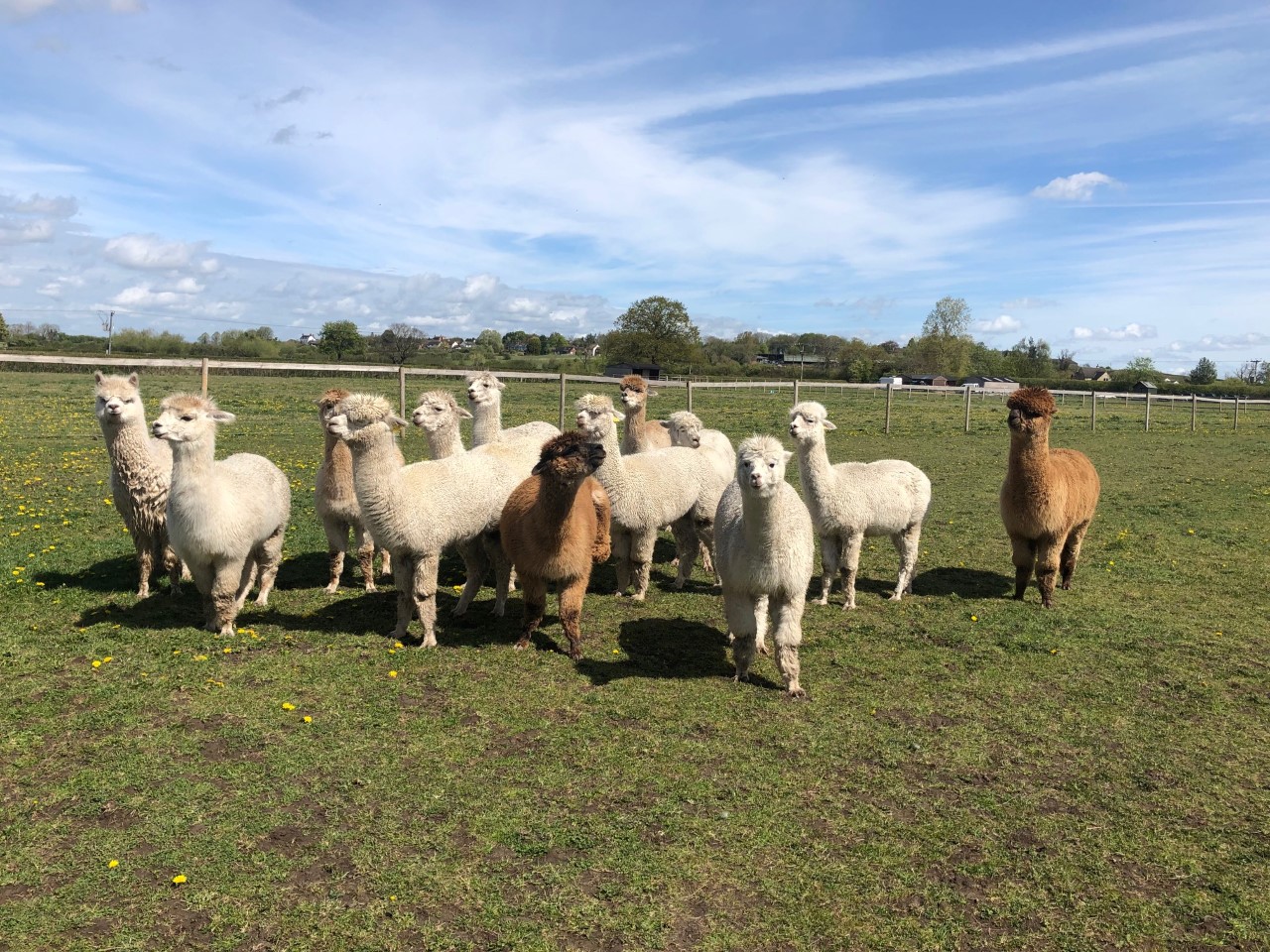 Clary Meadows Alpacas