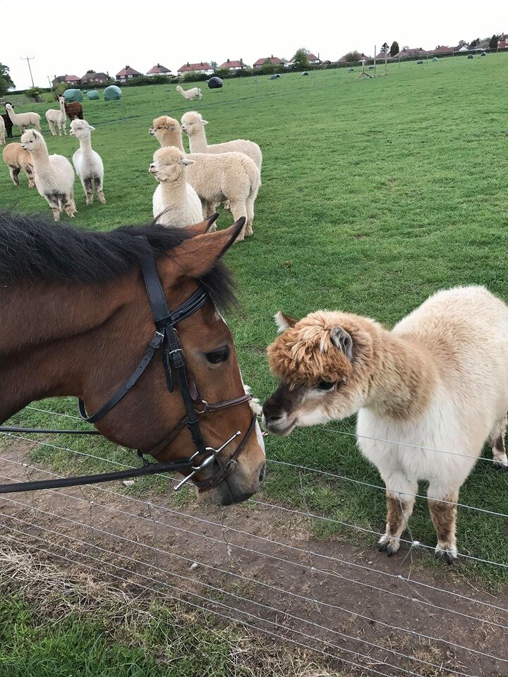 Charnwood Forest Alpacas Love Derby
