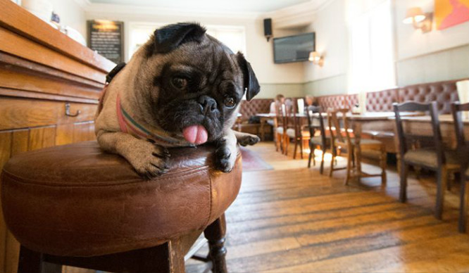 The 7 Best Dog Friendly Pubs in Derby